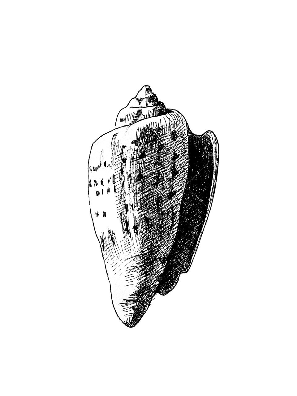 Seashell. Drawing 