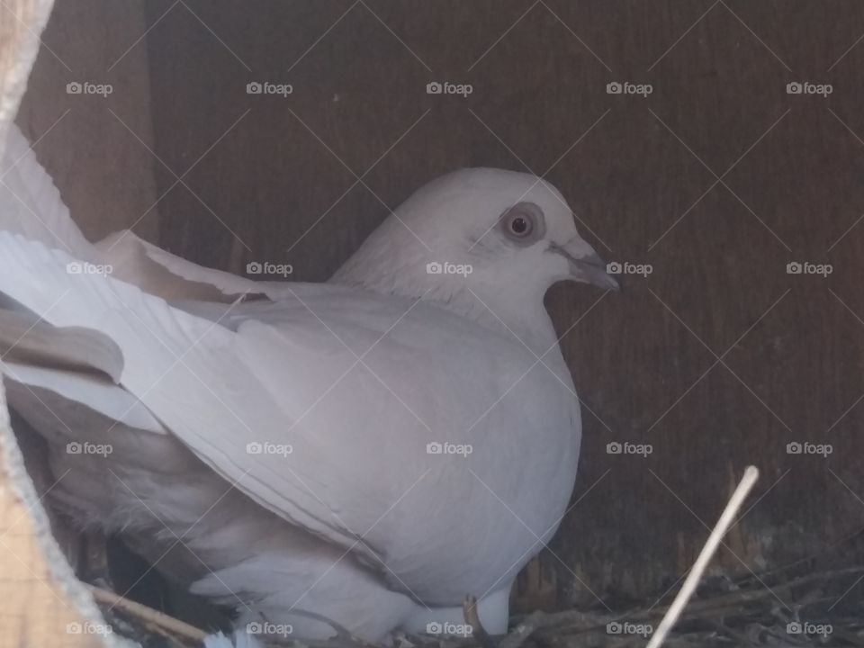 Bird, Pigeon, No Person, Nature, Wildlife