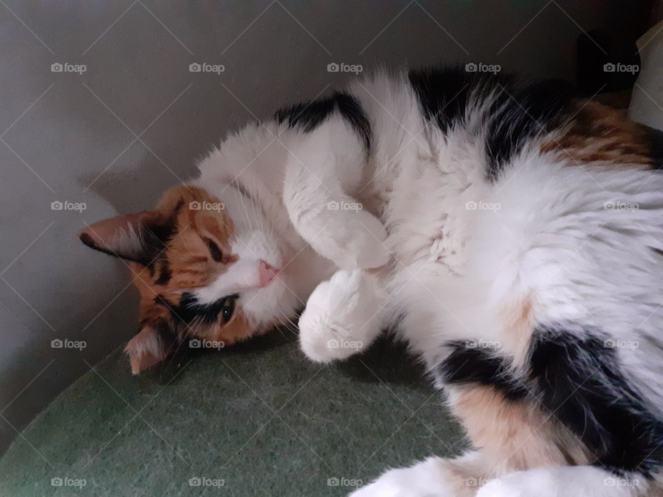 gata descansando ,Bonita