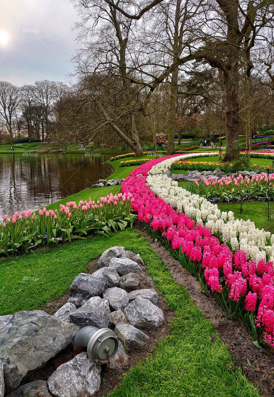 Keukenhof garden