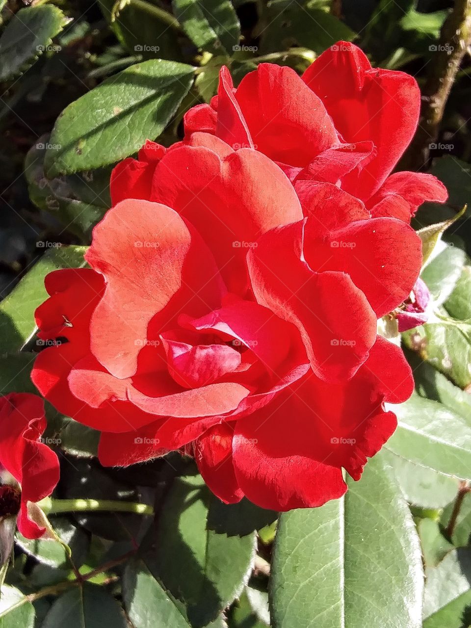 red rose in bloom