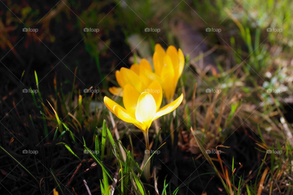 Crocus