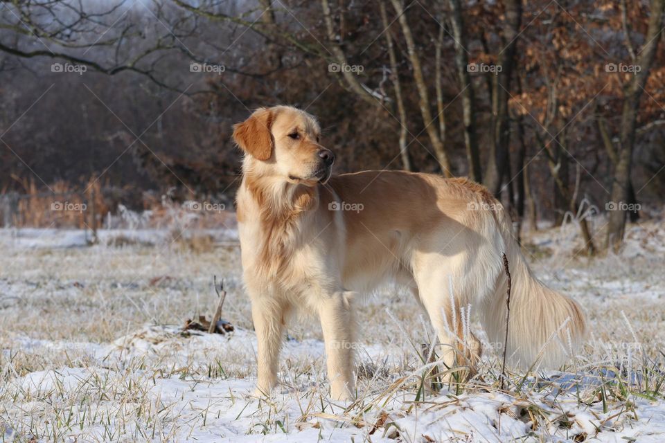 Golden retriever puppy in snowy frozen winter.