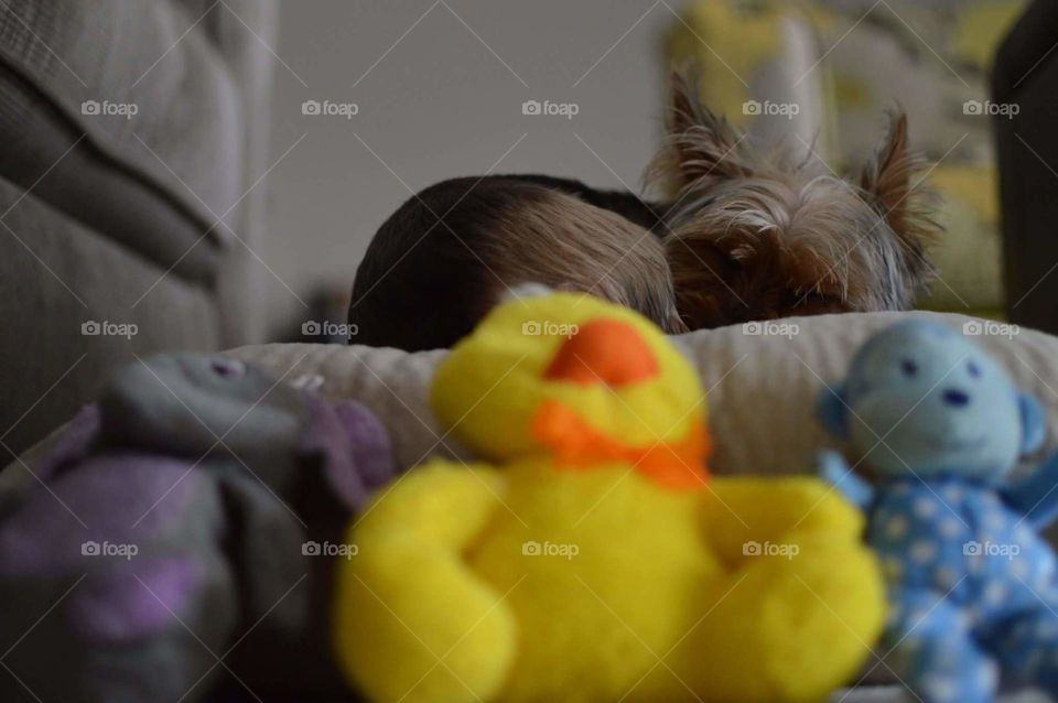 puppy yorkie sleeping