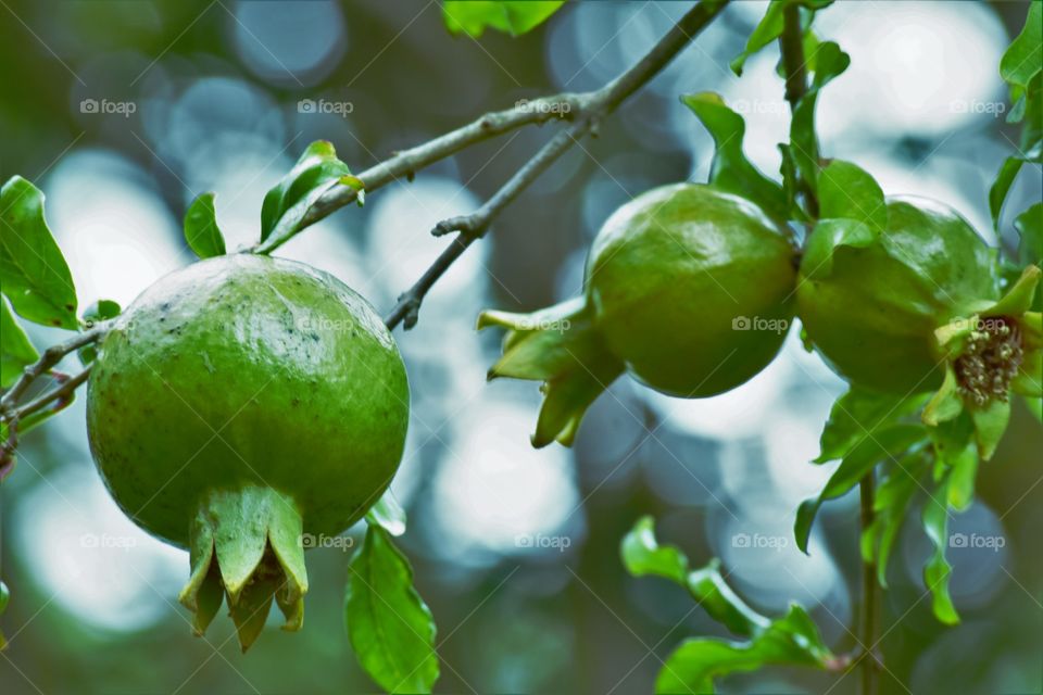 Three green fruits / Três frutas verdes
