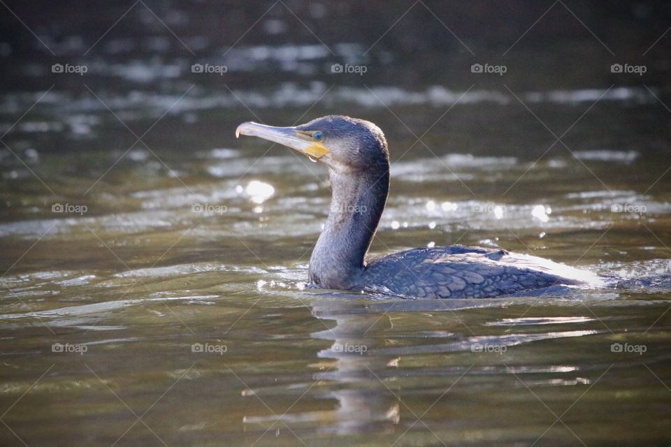 Cormorant 