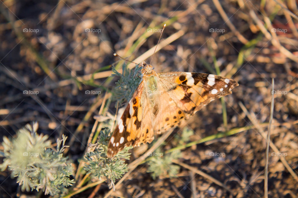 Nature, Butterfly, Insect, Wildlife, Outdoors