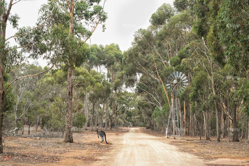 Kangaroo leaping through Serendipity Sanctuary