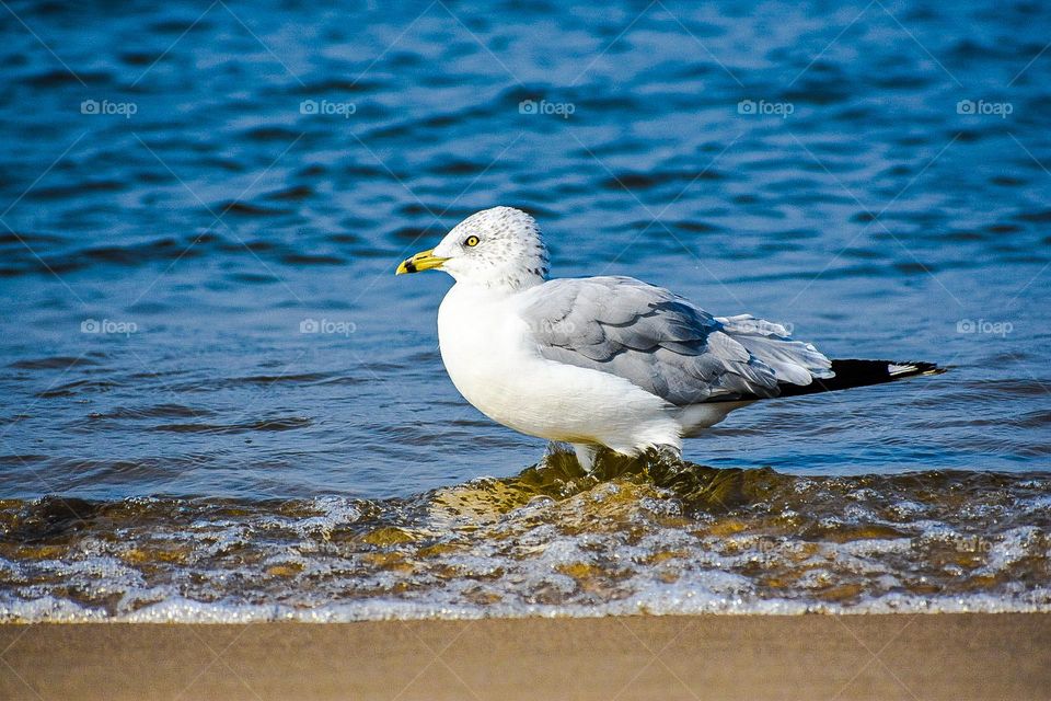 Just a sea bird wading in the water- trying to find some grub. 