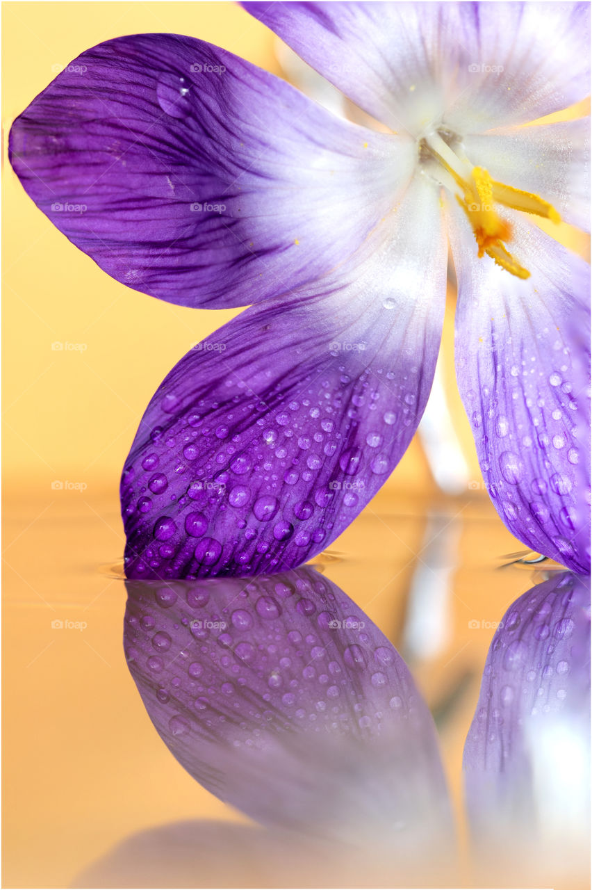 A close up macro portrait of a purple crocus flower touching a water surface with its petal with an orange background. on the flower petals there are water drops. the flower is reflected on the water surface.