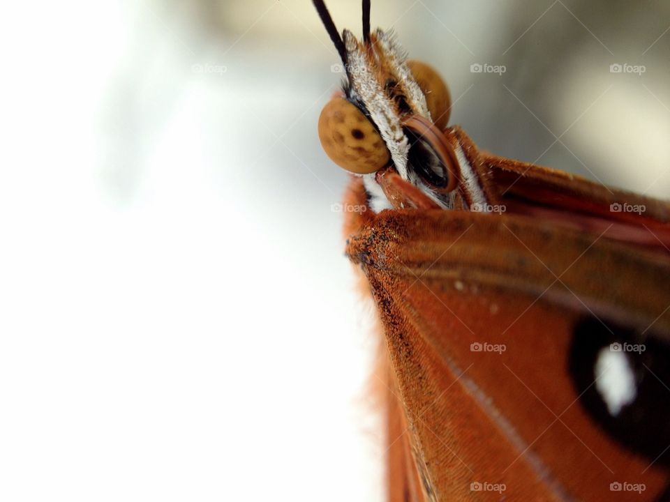Butterfly. Beautiful summer orange butterfly
