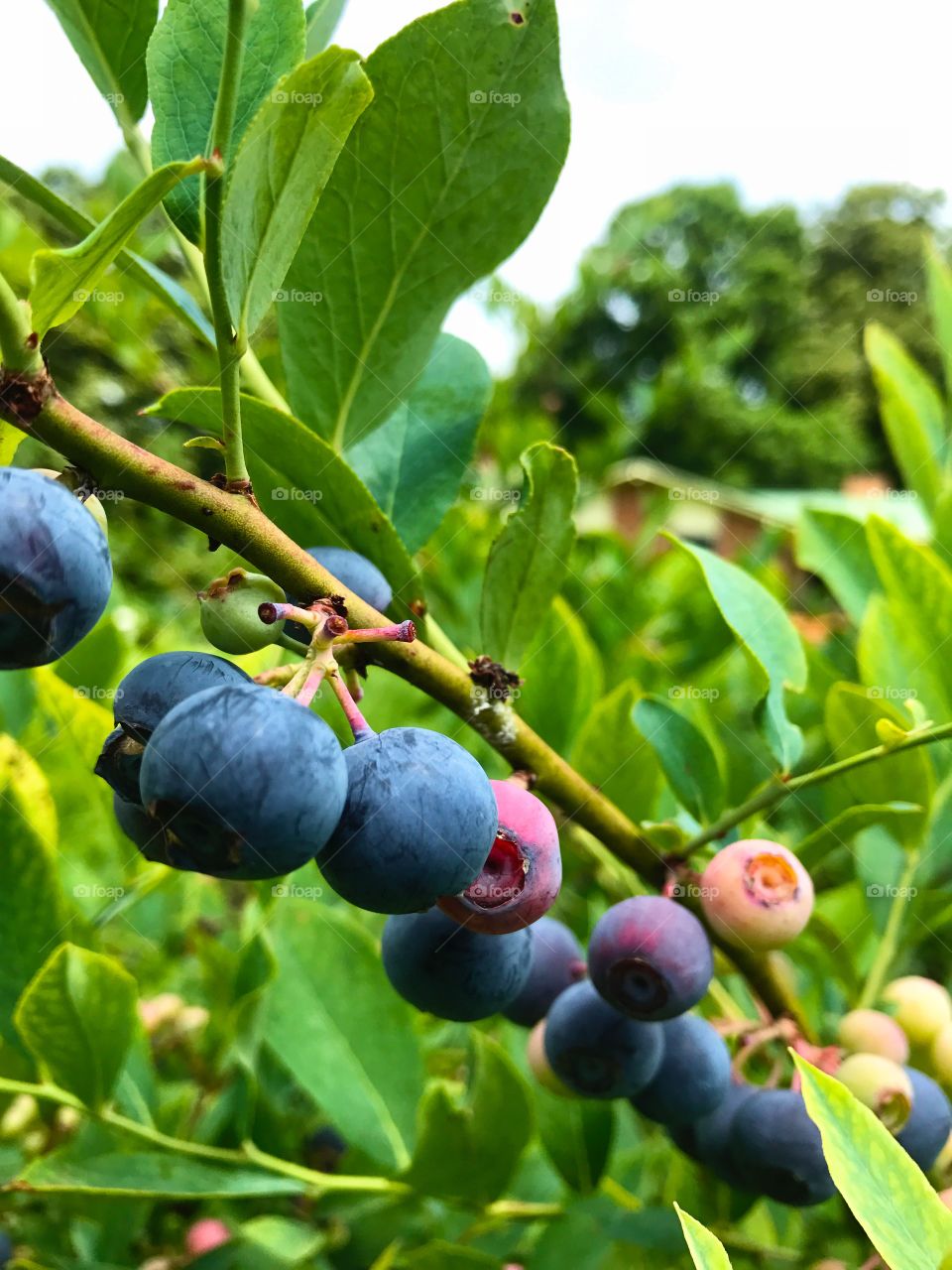 Blue Berries 