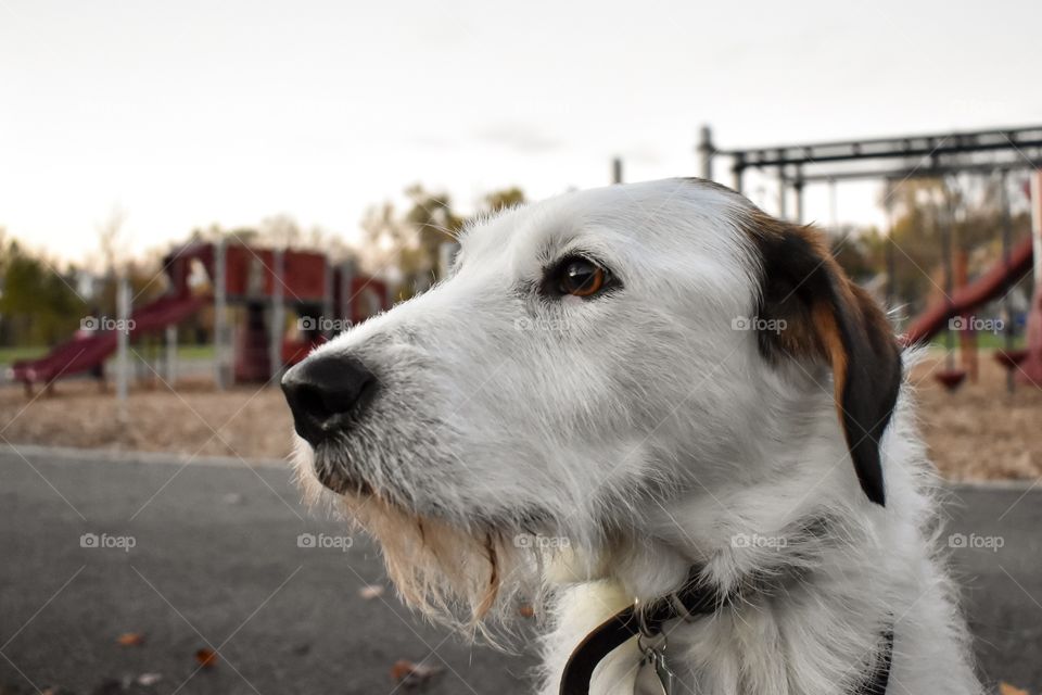 Cute dog watching people play at park 
