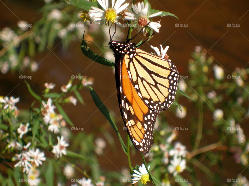 Monarch Butterfly