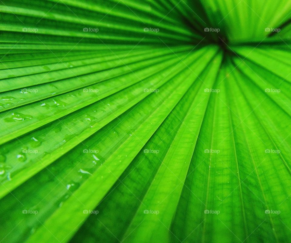 Green texture