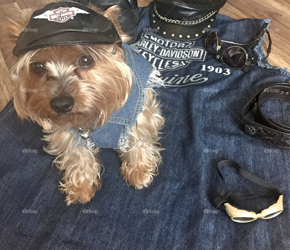 Yorkie ready for his Harley