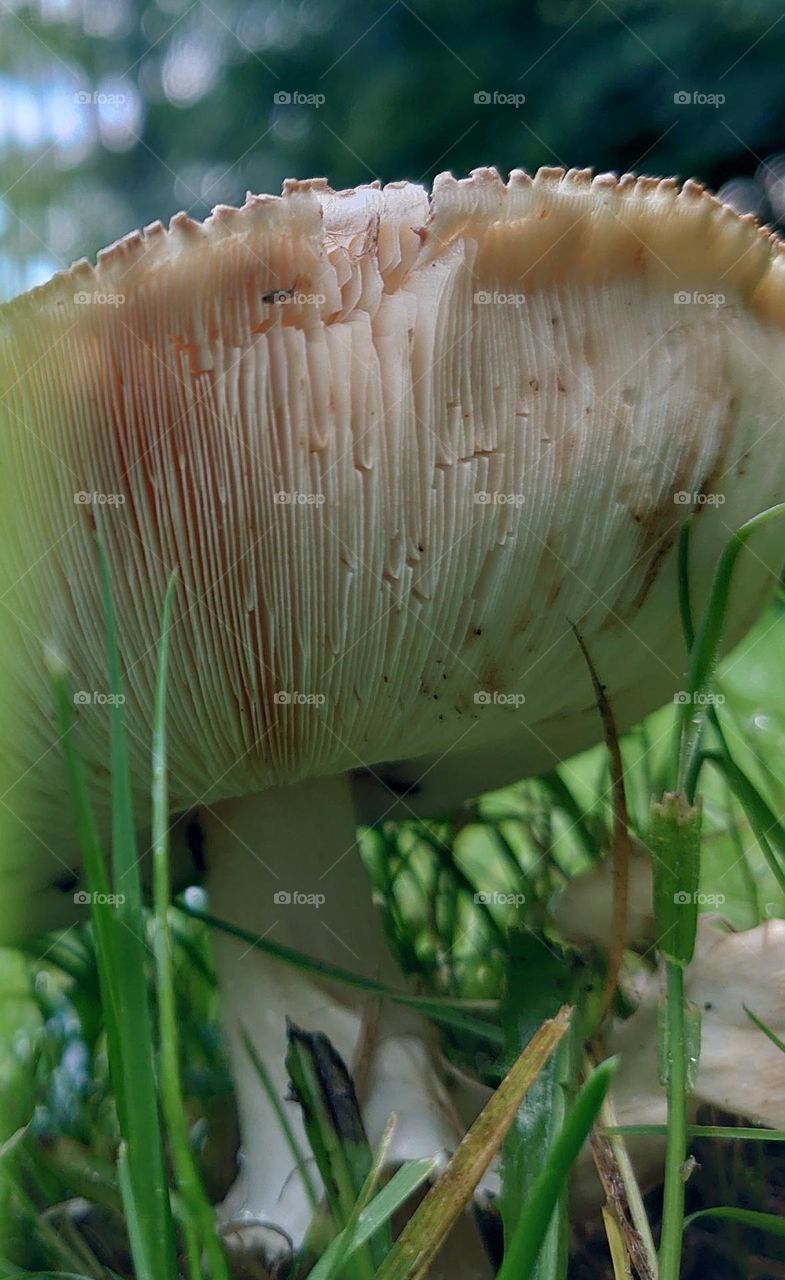 Traces of mushroom