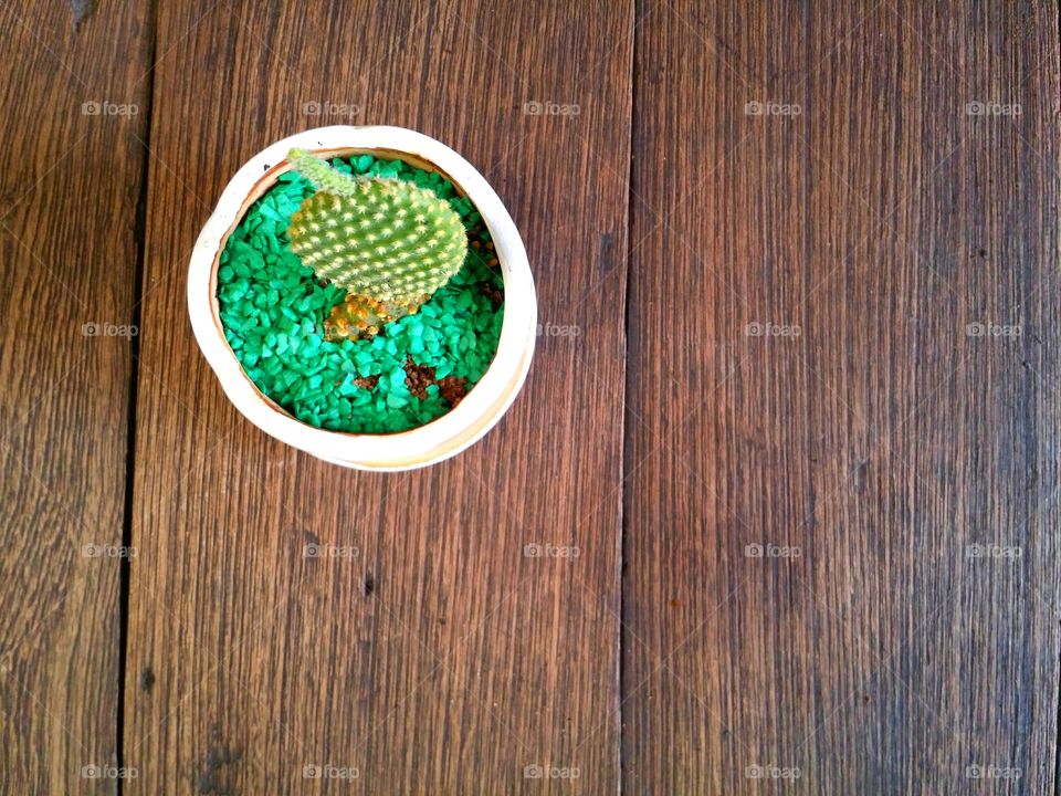 High angle view of cactus