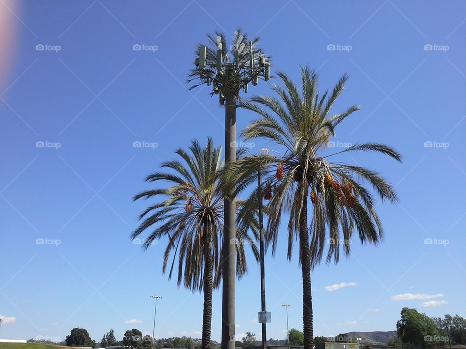 Parking Lot Palms