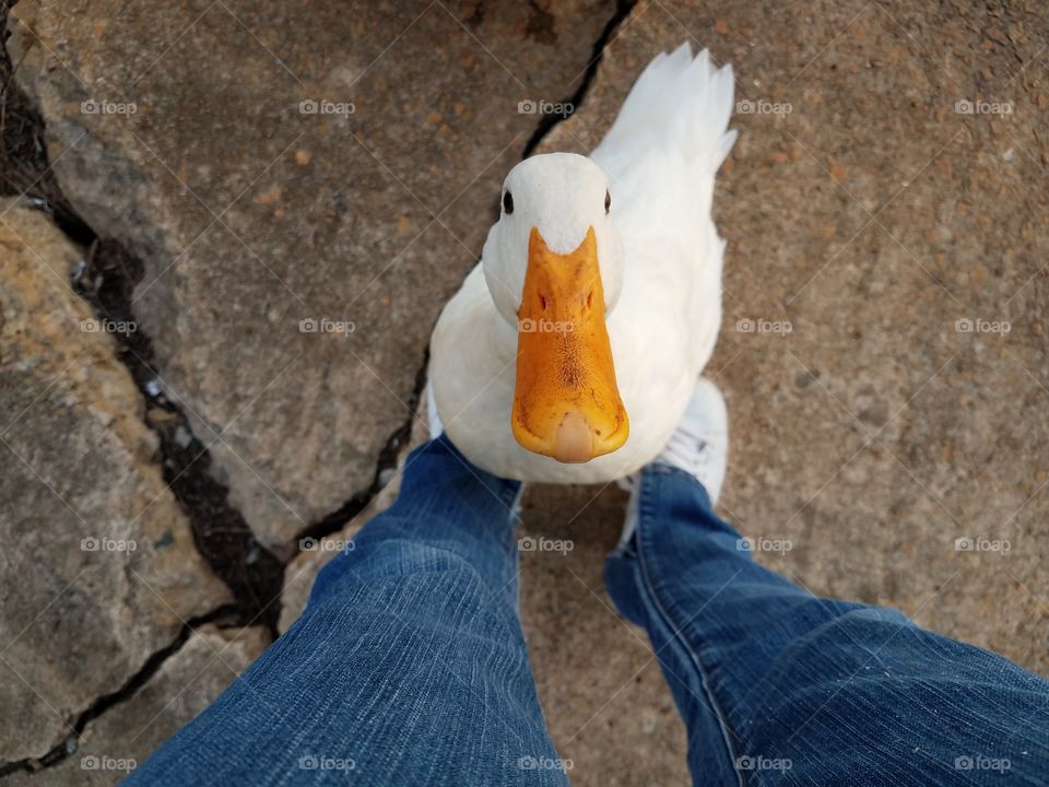 Dudley the white duck begging at my feet