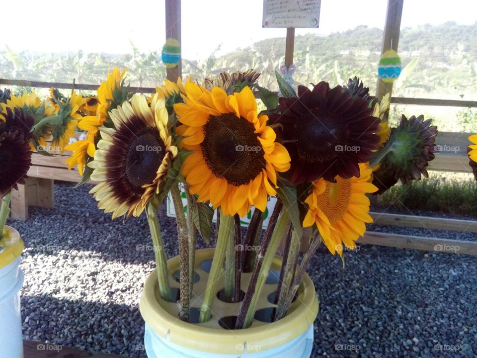 sunflowers !!