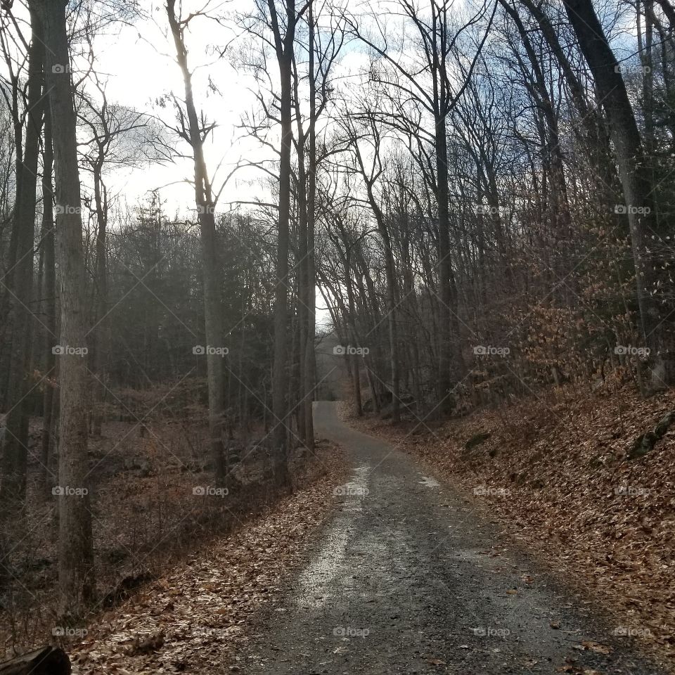 Road, Wood, Tree, Guidance, Landscape