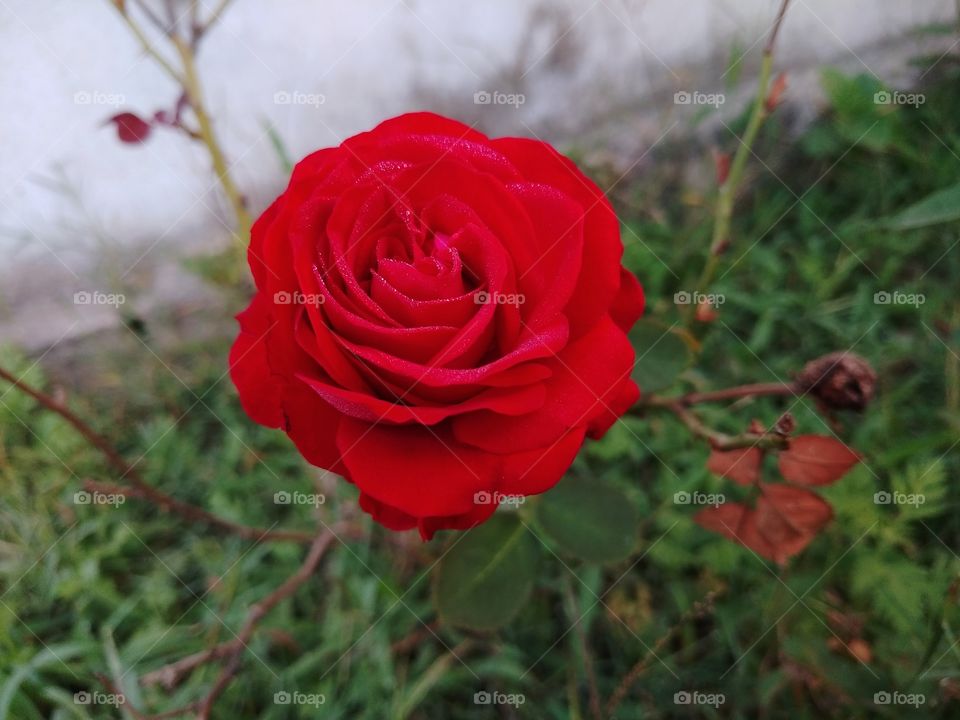 Red Rose in the garden