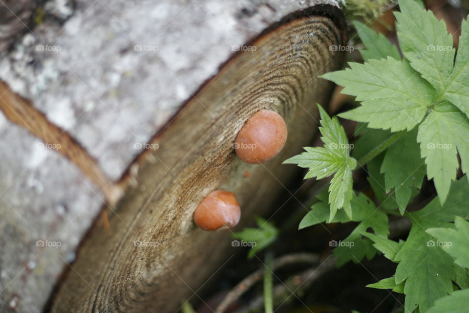 little baby mini mushrooms