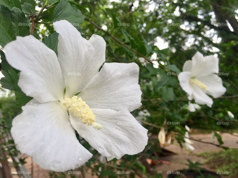 White flower