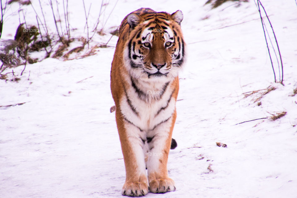 beautiful tiger in the snow