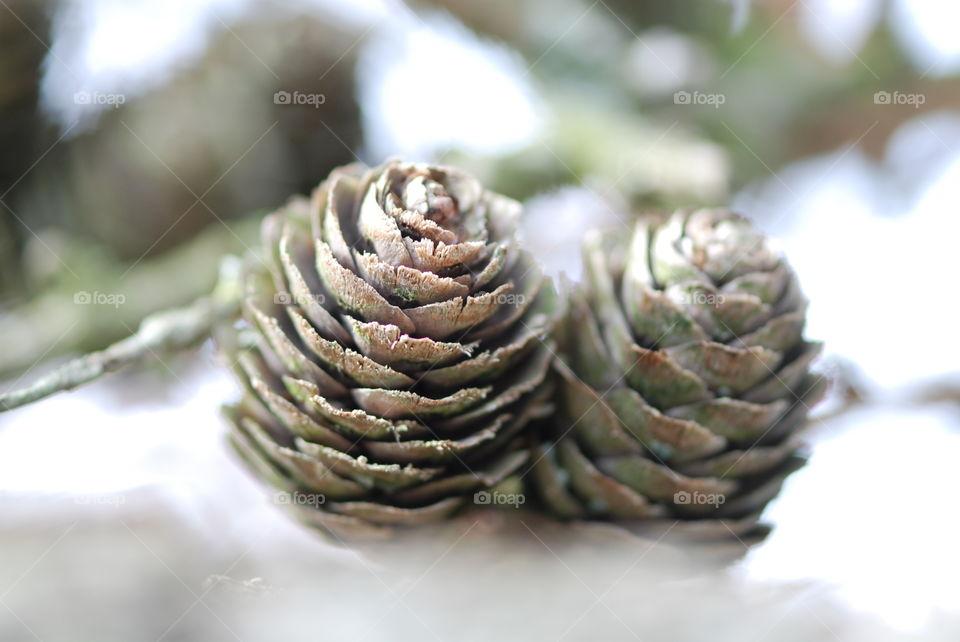 Close-up of pine cone