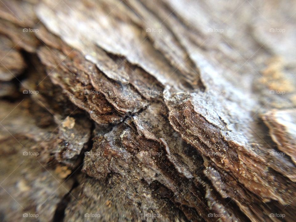 Bark