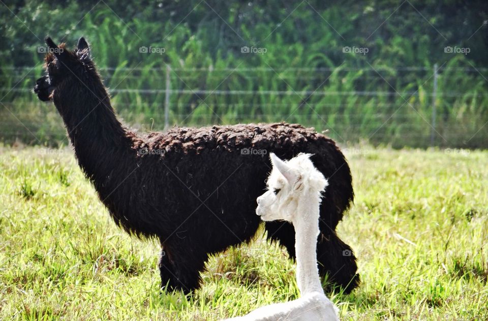 Llama llama