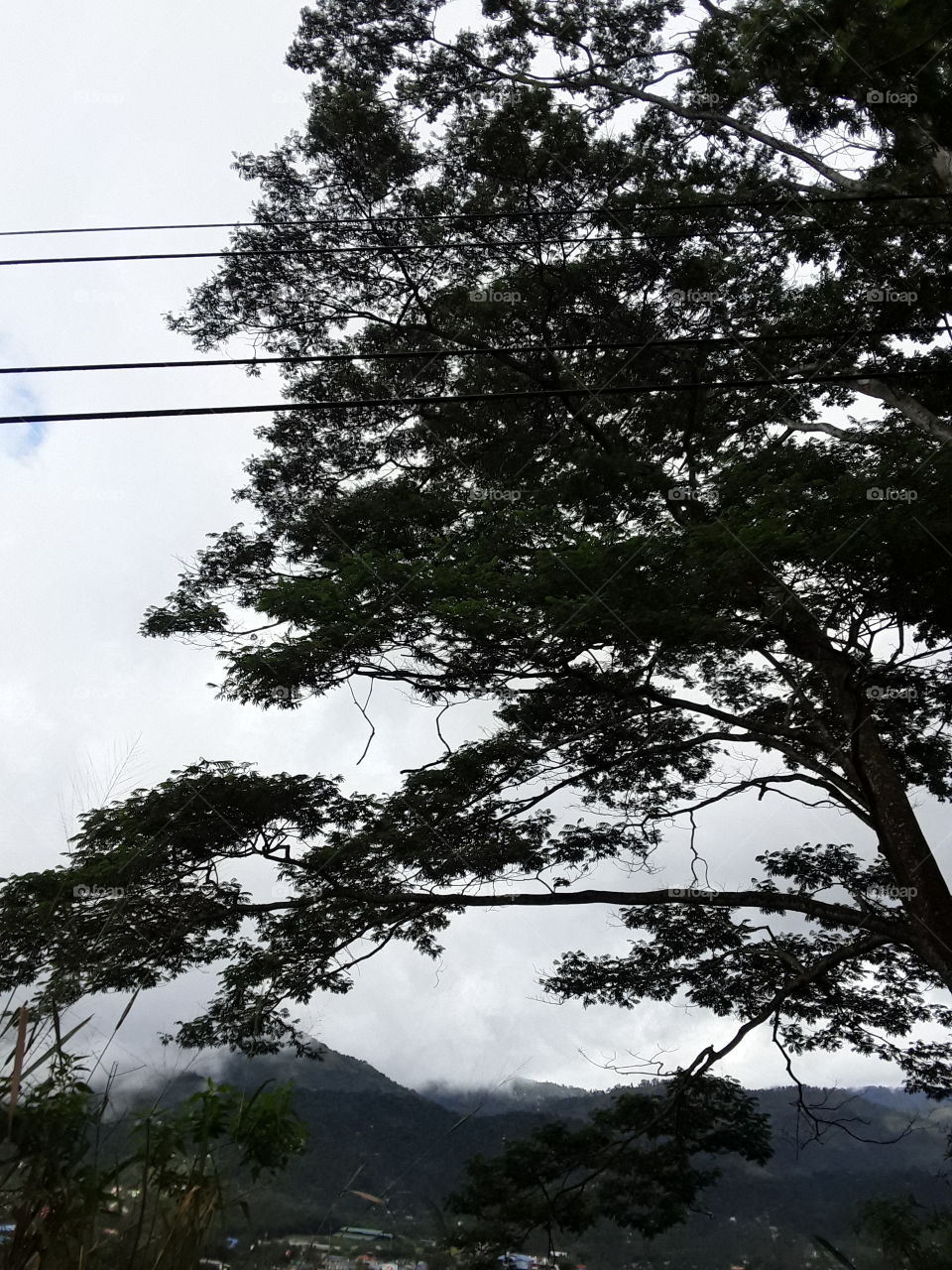 beautiful location. this is picture of dark environment and big tree.