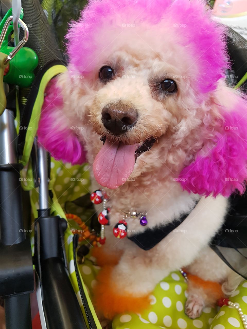 punk Canich dog hair colored in pink