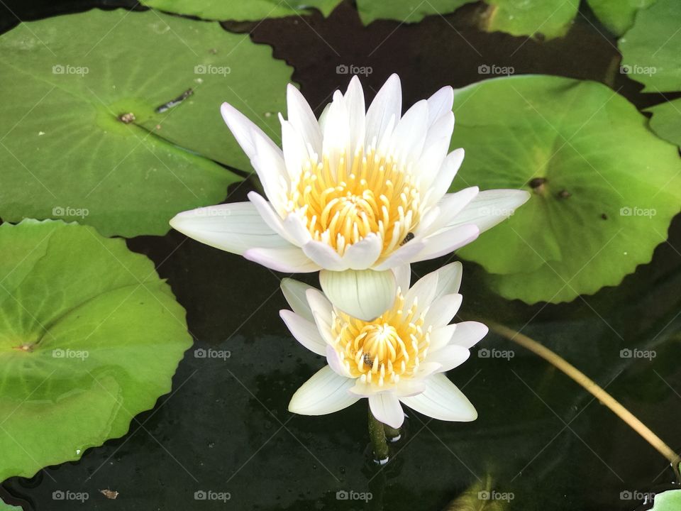 White lotus flower in Thailand 