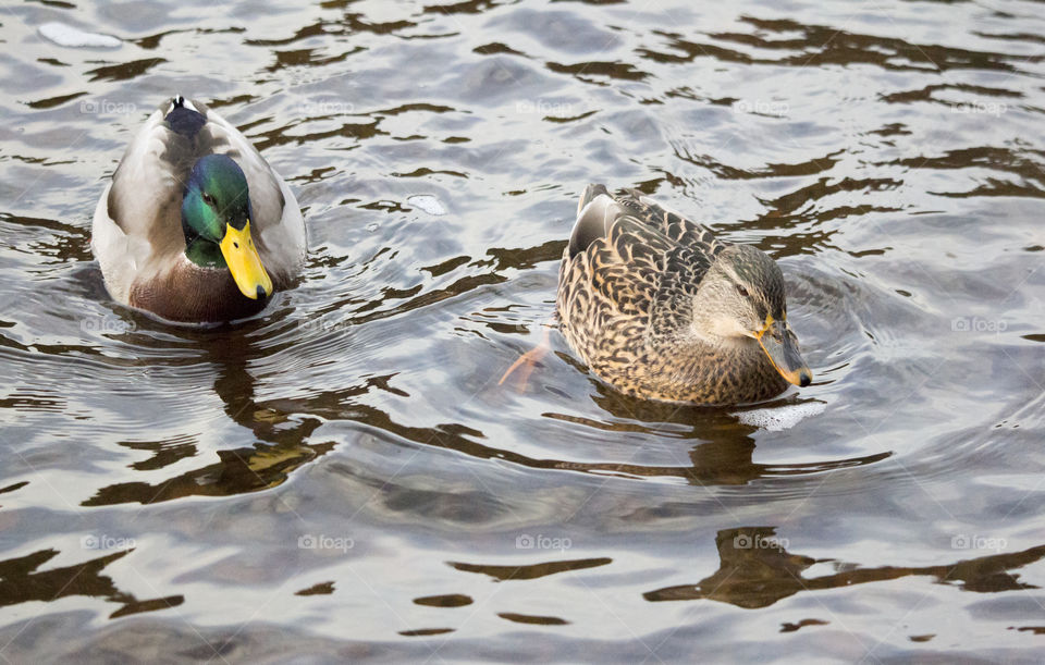 Mallard ducks swimming