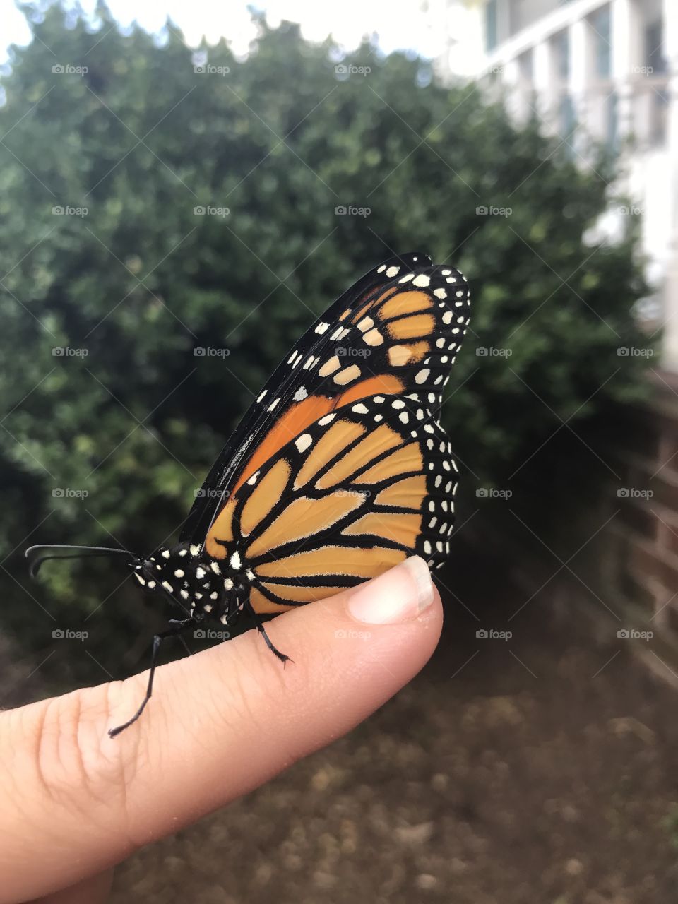 Beautiful monarch butterfly resting on my finger. 