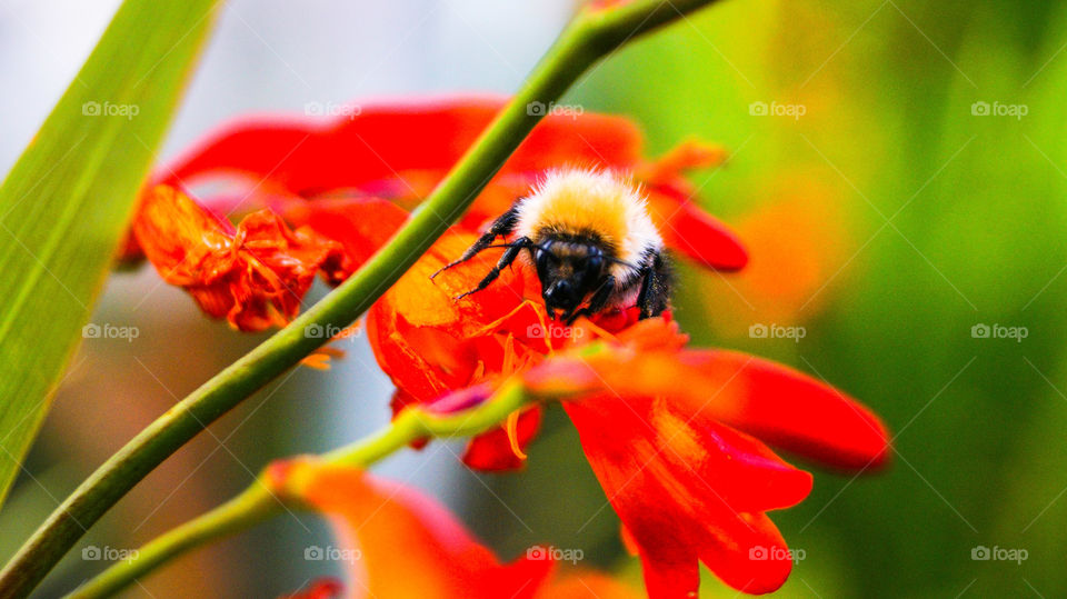 bumble bee pollination in Scotland