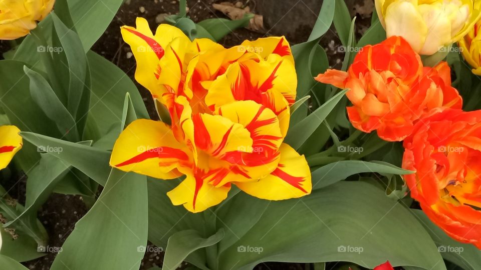 Beautiful didier’s tulips flower blossoms with yellow red petals in the garden. 