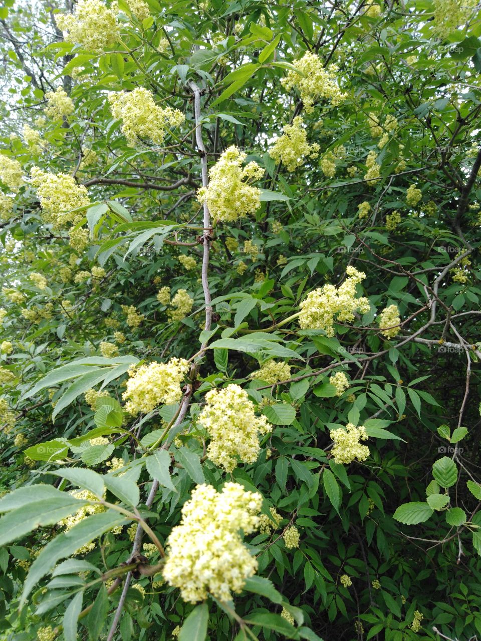 Бузина цветущая