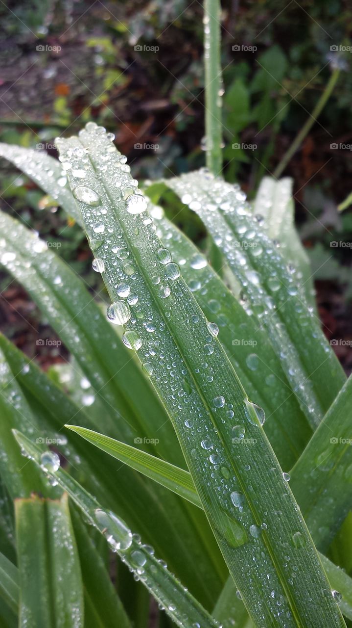 water drops in the early morning