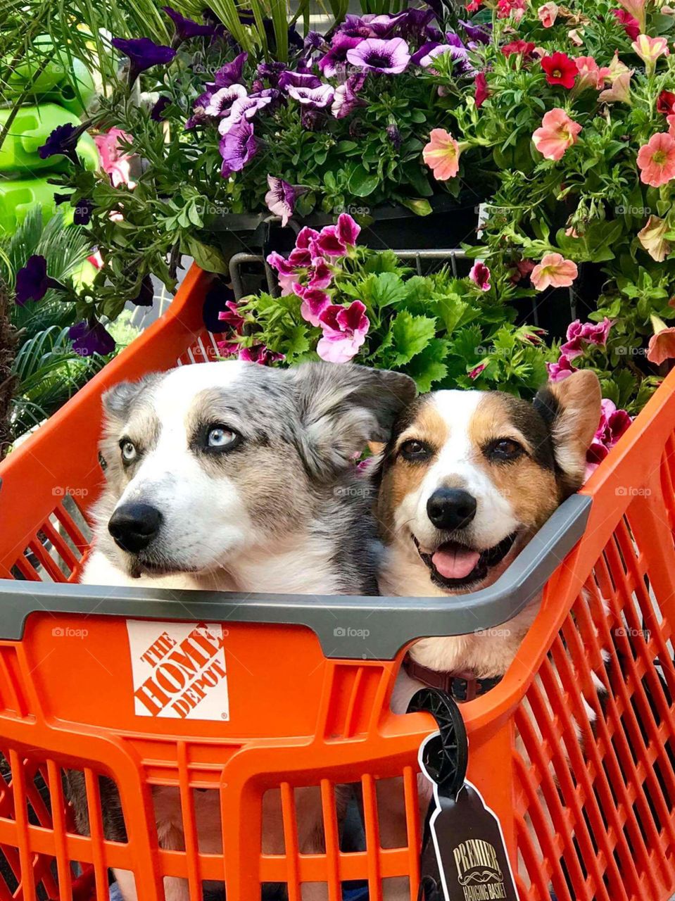 My friend's dogs at Home Depot.
Friend getting more plants to plant for Earth Day.  Every year friend goes to buy a new plant or tree to grow.  Buys each Earth Day.
