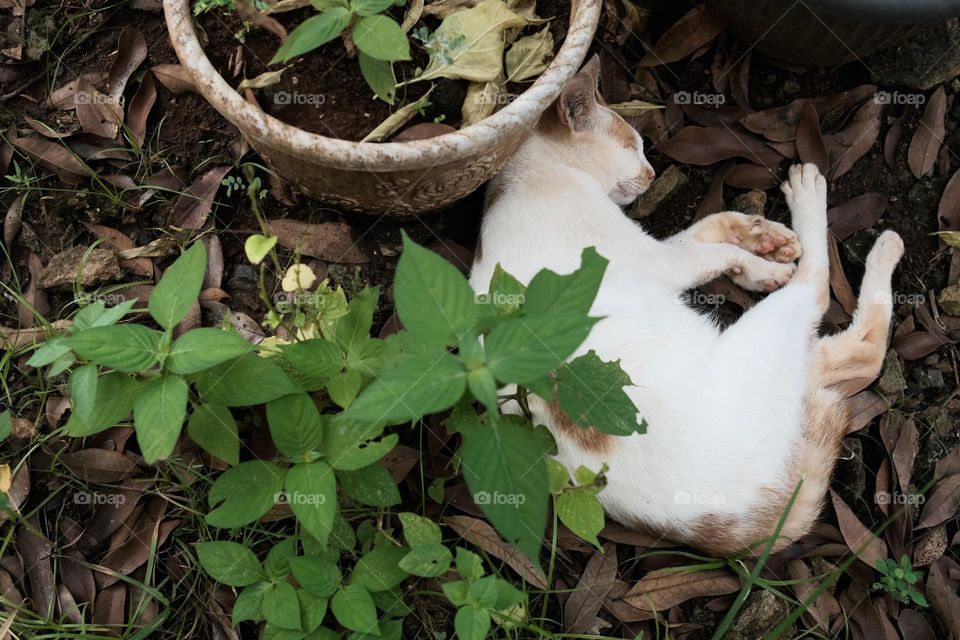 domestic cat sleeping under a tree