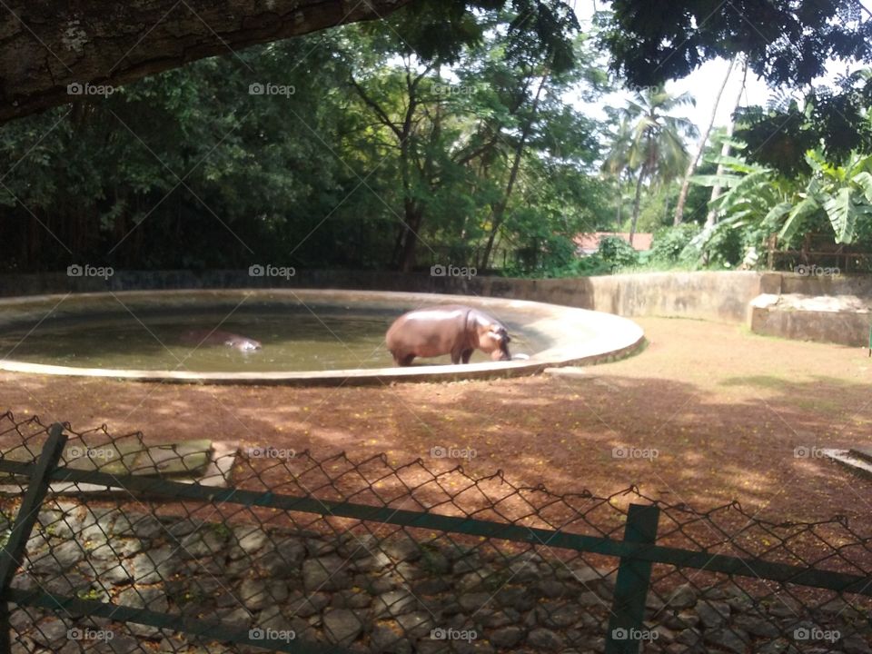 Hippo