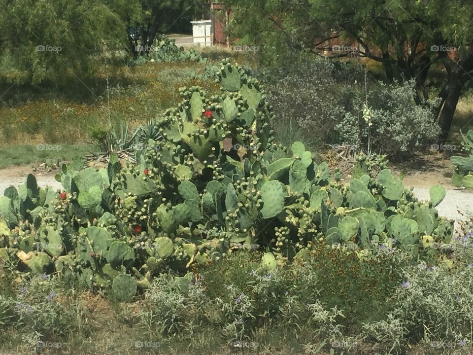 Cactus