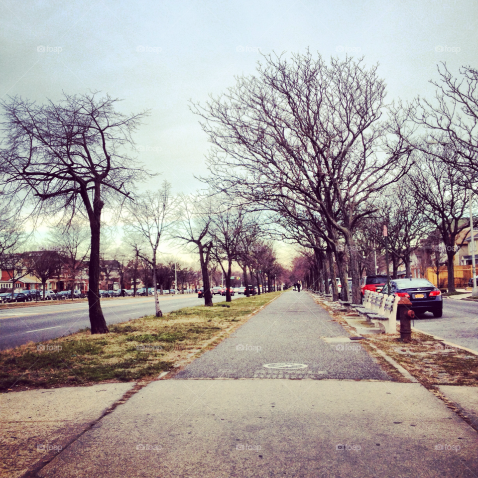 winter trees road path by michaella
