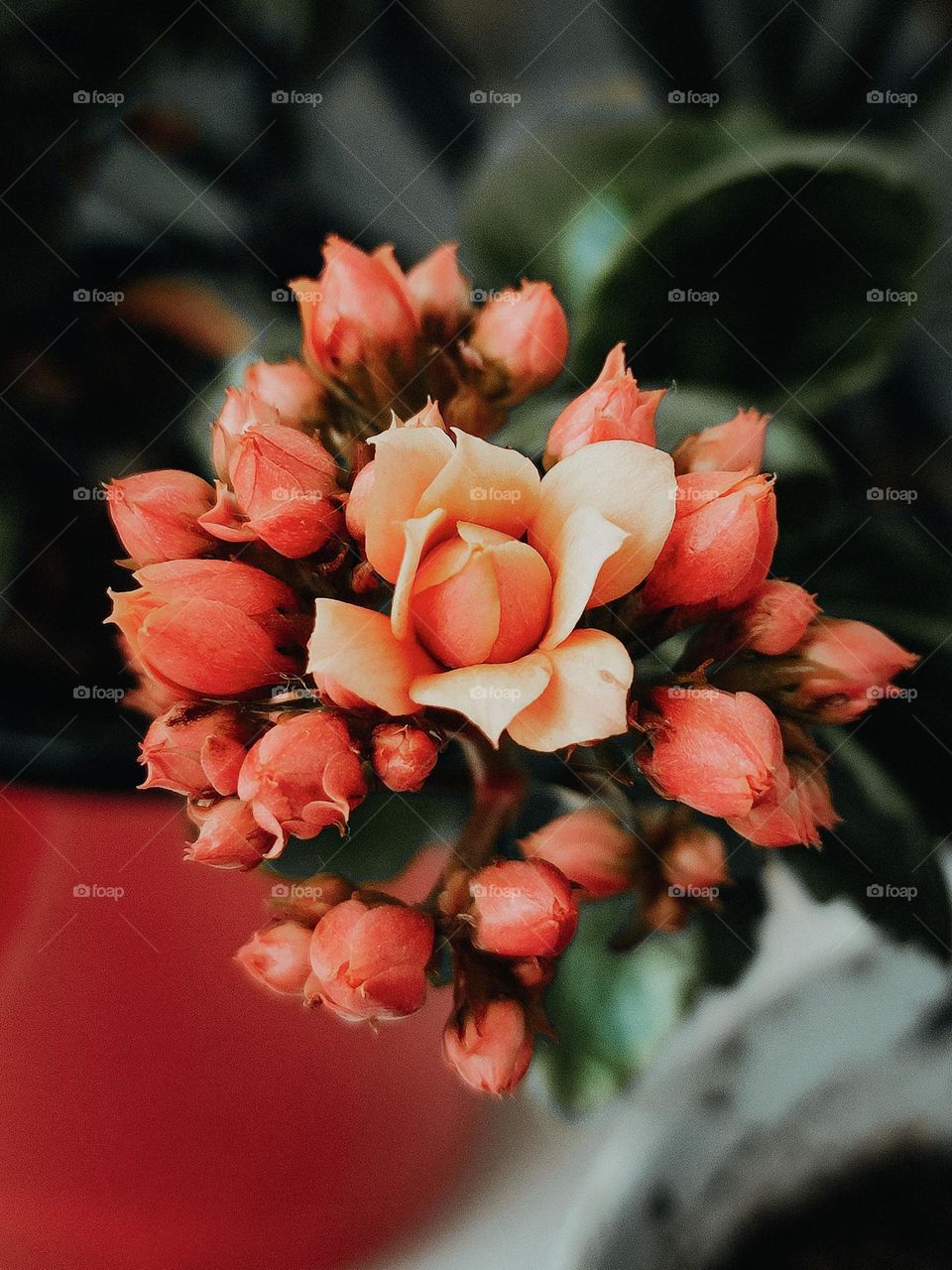 Pink red kalanchoe flowers macro photography on green red background