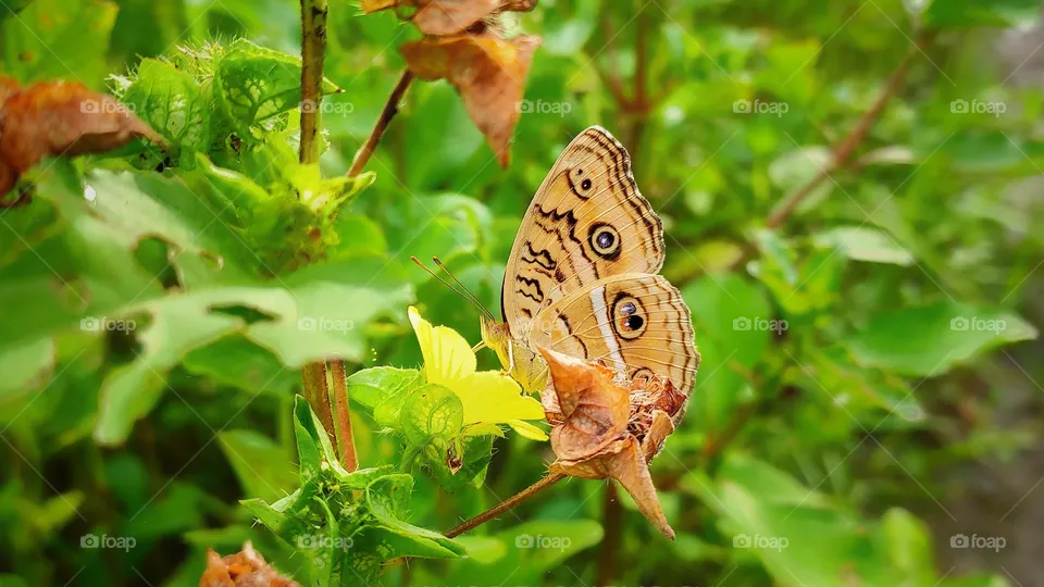 This butterfly photo captured in my Redmi Note 7 pro mobile phone.