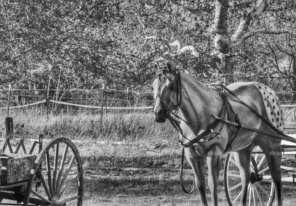 Horse And Wagon In California Ghost Town